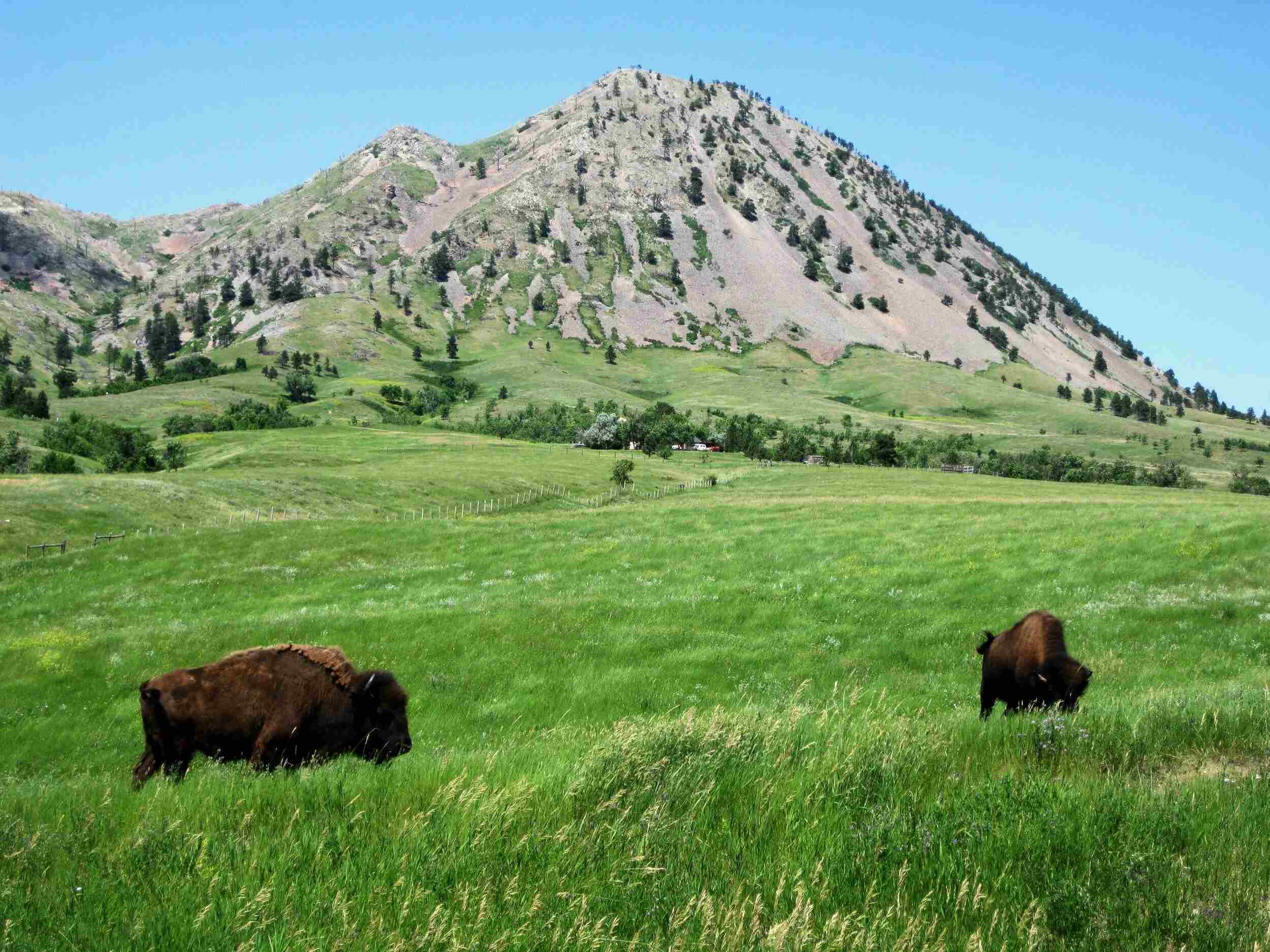 Bear Butte